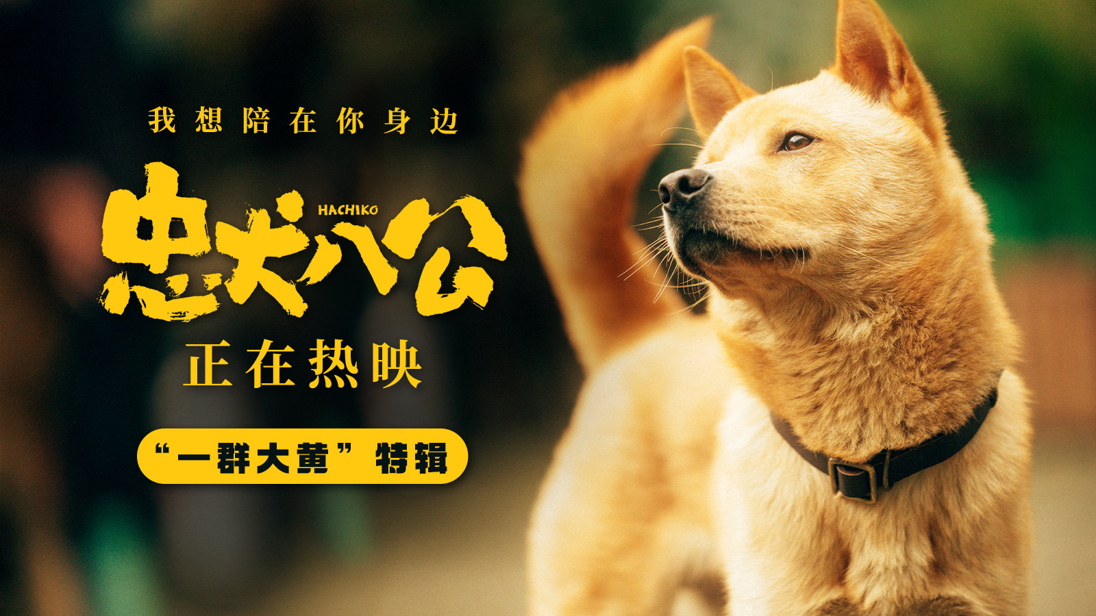 电影《忠犬八公》发布“一群大黄”特辑，主演是流浪狗