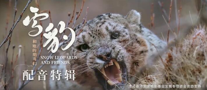 电影《雪豹和她的朋友们》发布配音特辑，罕见雪豹产崽哺育画面